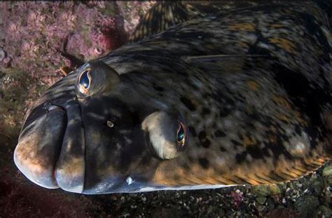 底棲魚種類